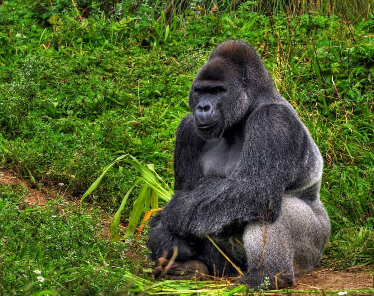 Gorilla