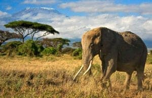 På dag 3 bruger vi dagtimerne på et game drive i nationalparken, hvor du vil komme rundt til flere forskellige steder i parken. Vi vil bevæge os ud på savannen, hvor vi besøger Lake Amboseli, der tidligere var en stor saltsø. Lake Amboseli er nu udtørret, og den lave mængde vegetation gør, at du nemmere kan få øje på savannens dyr, såsom antiloper, hyæner, sjakaler, vortesvin, bavianer og aber.   Afslutningsvis besøger vi Observation Hill, som er en mindre bjergtop, der er nem at bestige til fods. Her får du en fantastisk udsigt til Kilimanjaro.   Vil du opleve mere af Amboseli parken, tilbyder hotellet vandreture, hvor du får mulighed for at besøge vådområderne til fods og opleve de hundredvis af fugle, der holder til der. I lodgen bliver der serveret både morgenmad, frokost og aftensmad. 