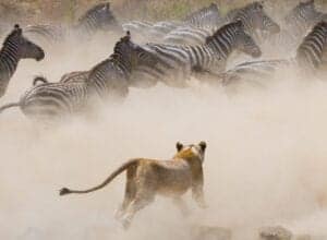 Efter morgenmaden fortsætter vi eventyret i Serengeti National Park.   I løbet af dagen vil du opleve hundredvis zebraer og vortesvin – og højst sandsynligt også løver, leoparder og geparder.   Frokosten bliver en picnic efterfulgt af endnu et game drive i parken.   Vi fortsætter game drivet frem til solnedgang. 