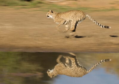 Gepard-scaled