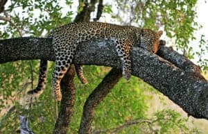 Efter morgenmaden kører vi til Serengeti. Serengeti National Park er det perfekte sted til game drives, hvis man vil opleve nogle af Afrikas store katte – heriblandt leoparden.   Under game drivet er der stor chance for, at du oplever dyrene i det fri fra jeepens åbne tag. I løbet af eftermiddagen ankommer du til dagens destination, nemlig Seronera-dalen i det centrale Serengeti-område.   Her vil du overnatte i et telt designet i ægte safari-stil.   Aftensmaden vil blive serveret midt på savannen – en såkladt ”African Bush”-middag.   Vi overnatter på Serengeti Sound of Silence Tented Camp. Her får du et 50 kvm. værelse i form af et telt – bygget i ægte safari stil – til rådighed. Værelset er udstyret med toilet & bad. Kingsize seng. En mindre markterresse gør det nemt for dig, at nyde den spektakulære solnedgang.   Afhængig af hvornår du vælger at rejse, kan et andet hotel blive anvendt – men i samme standard. 