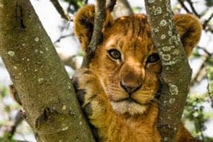 Velkommen til Tarangire National Park. Tarangire Park er med dens store baobab-træer, floden Terangire River og sæson-bestemte sumpe hjem for de største elefantflokke i det nordlige Tanzania.  Dyrene samles ved floden, og her kan du - hele året rundt - opleve alt fra elefanter til giraffer, bukke, antiloper og vortesvin.   Derudover huser parken også dyr som bøfler, zebraer og vildsvin – som følges af rovdyr såsom løver.   Er du heldig, kan du også få en leopard eller en gepard at se.   Vi kører på safari i et køretøj med åbent tag, så du nemt kan observere dyrelivet og landskabet.   Efter game drivet kører vi Eileens Tree Lodge, hvor vi overnatter.