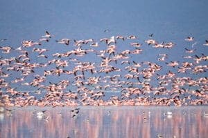 Morgenmaden spiser vi på lodgen, inden vi forlader højlandet og sætter kurs mod Lake Manyara National Park – en af de mindste, men absolut mest elegante, parker i Tanzania.  Den lavvandede sø, Lake Manyara, udgør et stort område af Manyara National Park og er et sæsonbestemt hjem for flere tusinde flamingoer – en (pink) udsigt du sent vil glemme!  Derudover har parken mere end 500 andre fuglearter og pattedyr.  I skoven finder du en masse aber, og græssletterne bliver gæstet af giraffer, zebraer, bøfler og vildsvin. I akacieskov-områderne holder elefanterne og løverne til.  Med en strækning på 50 km, som følger den rustgyldne 600 m høje Rift Valley skrænt, er Manyara-søen en naturskøn perle. Ernest Hemingway, som er en af verdens mest kendte forfattere, og som rejste utroligt meget i Afrika, udtalte om området: ”the loveliest I had seen in Africa.”  Efter nogle fantastiske game drives i parken forstår du forhåbentlig hvad Hemingway mente.  Vi forlader parken og kører tilbage mod Arusha eller Moshi.  Overnatning: Key Hotel