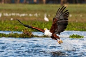 Efter morgenmaden kører vi sydpå mod Lake Naivasha, hvor vi nyder en frokost  på den charmerende Lake Naivasha  Sopa Lodge.   Lake Naivasha Sopa Lodge er omgivet af  120 hektar land, som mest af alt består af grønne enge, som fører hele vejen ned til søen, som er én af de smukkeste i området The Great Rift Valley.  I søen er der bygget en brygge, hvorfra du kan opleve en uforglemmelig 360-graders udsigt.   Herfra kan du blandt andet se flodheste, flamingoer, vådfugle i tusindtal, aberne i træerne, halvmåneøen Crescent Island, Mount Longonot og bjergkæden i diset, Aberdares.   Sidst på eftermiddagen kan du komme med på en vandretur på Crescent Island samt en bådtur på Lake Naivasha.   Her kan du opleve Afrikas vilde dyreliv helt tæt på. Det blandt andet her girafferne kommer for at føde – så du kan være heldig at se 3 generationer af giraffer på én gang.   Hertil slapper flodhestene af i søen omkring os, hyænerne jager (dog kun om aftenen) og grupper af bøfler kommer og går.   Det er også sandsynligt, at du oplever en pytonslange med sit bytte.  Har du mere lyst til at blive i lodgen og slappe af, kan du også det.