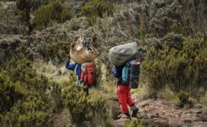 Efter en velfortjent morgenmad, fejrer de lokale bestigningen med en masse sang og dans.  Det er her drikkepenge uddeles til lokal-guide, portører og kok.   Efter fejringen bevæger vi os yderligere 6 timer nedad, til vi kommer til Marangu Gate.  Her modtager du af et certifikat på din bestigning.   Dem, der nåede Stella Point, modtager et grønt certifikat.   Dem, der nåede Uhuru Peak, modtager et guldcertifikat.    Efter du har modtaget certifikaterne, kører vi tilbage til Moshi, hvor et langt, varmt bad venter dig. 