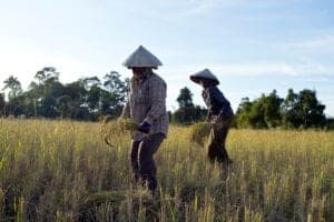 I dag skal du ud og besøge en landsby, som ligger ca. en times kørsel fra Siem Reap. Her besøger du først en lokal nonprofitorganisation, der beskæftiger flere af landsbykvinderne, som de ansætter til at væve måtter. Herefter skal du ud og have nogle hands on-oplevelser! Du skal nemlig ud og tage del i de daglige aktiviteter i landsbyen. Bl.a. skal du velsignes ved et lokalt kloster, ud at fiske eller hjælpe til i marken eller med dyrene. Det, du har betalt for denne dags program, går ubeskåret til lokalsamfundet – og dermed er du med til at støtte deres økonomi med dit besøg. 