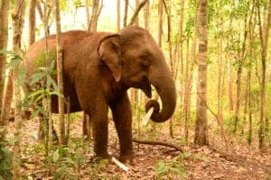 Efter morgenmaden tager vi ud i den cambodianske jungle, hvor hele dagen kommer til at gå med at besøge elefanterne. Vi skal nemlig besøge et NGO-projekt, der huser tidligere udsatte elefanter. I løbet af besøget vandrer vi i junglen og observerer elefanterne i den fri natur. Desuden lærer vi om elefanterne, de lokale samt bevarelse af skoven.   Projektet passer ikke kun på udsatte elefanter, men støtter også lokale, som bor i det omkringliggende område. Støtten går til alt fra lægehjælp til beskyttelse af skovområder. Desuden ansætter de lokale, og bidrager til den lokale økonomi.  Dit besøg i elefantprojektet er inkluderet i prisen. Det, du betaler for besøget, går ubeskåret til projektet. På den måde er du med din rejse med til at støtte op om deres arbejde.   En del af trekket er i fri natur, hvor der ikke er nogle stier. Derfor er det vigtigt, at du har nogle gode sko og noget tøj, der kan tåle at blive beskidt, på. Det er også en god idé at tage lidt skiftetøj med i en rygsæk.   Ønsker du at tilbringe flere dage i campen, er der mulighed for dette. Her kan du få lov til at indgå i projektet som frivillig arbejdskraft, hvor du blandt andet hjælper til i skoven og ordner mad til elefanterne.