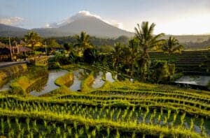 Efter morgenmaden forlader vi Ubud og bevæger os mod Tabananområdet. I Tabanan får du for alvor set det ægte Bali, både hvad angår natur og kultur. Tabanan er uden tvivl det smukkeste naturområde med dets fantastiske smaragdgrønne risterrasser, stille sorte vulkansandsstrande og autentiske kulturelle scene.   Vi starter dagen i Tabanan med at checke ind på Rumah Desa Homestay. Eftermiddagen bruger vi i rismarkerne, hvor vi lærer at plante nye ris og pløje rismarker med køer. Vi får også et indblik i, hvordan man bager de traditionelle balinesiske kager.   Vi afslutter dagen med et varmt bad efterfulgt af en aften fyldt med kultur, musik, dans og en overdådig middag.