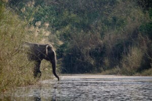 Straks efter morgenmaden begiver vi os ud på dagens junglesafari. Vi tager første del af turen i dugoutkanoer, hvorefter vi går i land og fortsætter vores junglesafari til fods. Efter frokost fortsætter safarien i jeep. Vi kører gennem fantastisk, vild natur, og kommer til at se mange spændende dyr. Om aftenen skal vi opleve et lokalt Tharu-program. 