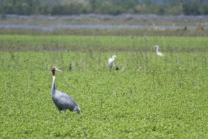 I dag flyver vi til Biratnagar, som er den lufthavn, der ligger tættest på Koshi Tappu Wildlife Reserve (flyveturen tager ca. 1 time). Fra lufthavnen kører vi i ca. 1 times tid, før vi ankommer til campen, hvor vi bliver briefet og introduceret til faciliteterne og dagens program. Herefter tager vi på fuglekiggertur i de vådområder og marker, der ligger omkring reservatet. Her vil vi se storke, ibiser, snepper, vandfugle og mange flere. 