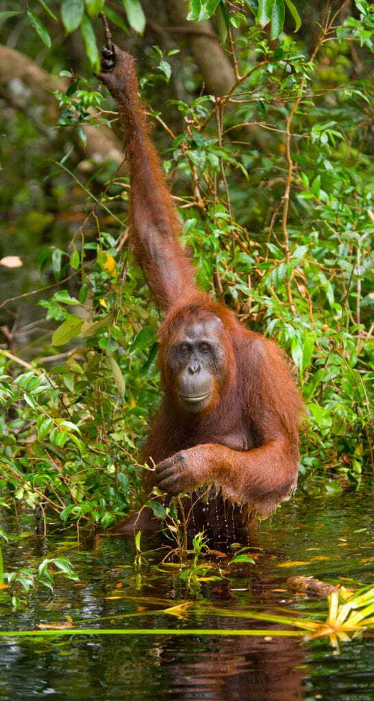 I orangutangernes fodspor