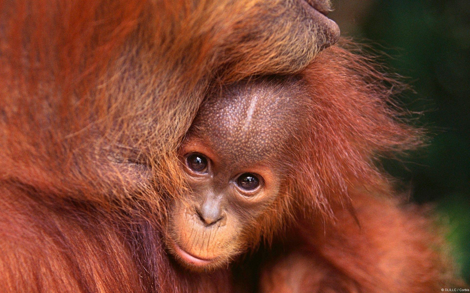 I orangutangernes fodspor