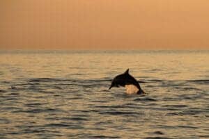 Stå tidligt op om morgenen og kom med ud på havet, inden solen står op. Se solen stå op fra båden, mens vilde delfiner springer lystigt op af havet omkring dig. Spot Lovinas 5 forskellige delfinarter sammen med guiden.  Tag herefter tilbage til stranden og få en lækker morgenmad – resten af dagen har du på egen hånd. 