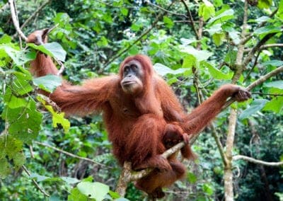 Sumatras orangutanger, vulkaner og vandfald