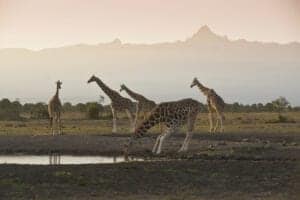 safari og mombasa