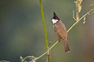 I dag står vi igen tidligt op, så vi kan nå at tage på fuglekiggertur, inden vi rejser til Pokhara - området har nemlig over 530 forskellige fuglearter! Efter vi har nydt naturen og de smukke fugle, flyver eller kører vi til Pokhara, hvor vi checker ind på vores hotel og overnatter. 