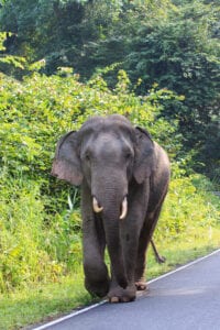 I dag forlader vi Bangkok for at tage til Khao Yai National Park, som ligger ca. 3 timers kørsel væk. Her skal vi på en uforglemmelig junglesafari.  Khao Yai er Thailands ældste og mest berømte nationalpark, og den er hjem for imponerende mange spændende dyrearter, herunder sambarhjorten og vilde elefanter. Det er også kommet frem, at man har spottet tigre i parken. Sammen med guiden trekker du over parkens sletter til et vildttårn, hvorfra du har udsigt til en naturlig saltaflejring. Herfra kan du observere dyrene, der kommer for at slikke det vitale næringsstof i sig.  Herefter kan du køle dig ned med en svømmetur ved det flotte Heiw Sawat-vandfald, før vi tager tilbage til byen, hvor du kan nå at slappe lidt af, inden vi skal afsted på en spændende natsafari i jeep. Ved hjælp af kraftige lygter navigerer vi gennem mørket, hvor guiden hjælper dig med at spotte områdets fascinerende natdyr – herunder de kattelignende jungledesmerdyr, pindsvin og endda rastløse elefanter. 