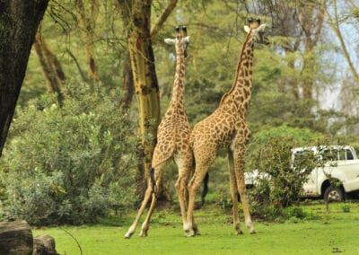 Lake Naivasha Sopa Lodge