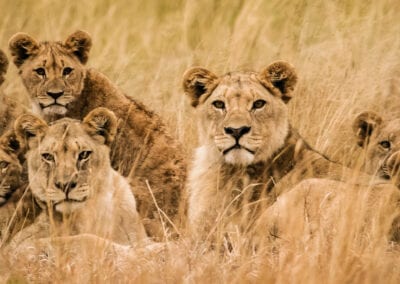 Simba Safari