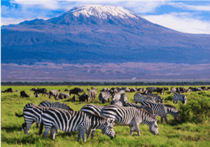 Efter morgenmaden på The Boma hotel, går turen mod den berømte Amboseli National Park, hvor du bliver indkvarteret på Ol Tokai Lodge, som ligger midt i parken.  Amboseli National Park er en national park i den sydlige del af Kenya.  Parken udgør ca. 392 kvadrat kilometer og beskyttet af lokale myndigheder, Maasai folket og Kenya Wildlife Service. Parken er mest af alt kendt for at kunne se elefanter samt andre dyrarter på tæt hold. Desuden giver parken dig mulighed til at opleve det lokale Maasai folk og sidst men ikke mindst, har du det enorme Mount Kilimanjaro i baggrunden.  Om eftermiddagen kan du tage et game drive, hvor du i bliver kørt rundt i en 4x4 jeep i parken. På et game drive vil du opleve dyrelivet i de mange vådområder, hvor bl.a. store flokke af elefanter holder til.   Om aftenen kan du nyde solnedgangen i en af lodgens 2 barer eller tage en dukkert i swimmingpoolen.   Har du lyst, kan du efter middagen opleve den traditionelle Maasai dans, eller høre mere om Afrikas vilde dyreliv (mod betaling).