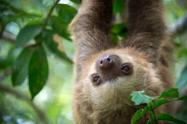 Costa Rica: Aktiv ferie og eksotiske dyr