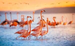 Vi befinder os nu i det nordlige Tanzania, knap 126 km vest for Arusha, i et af landets bedst kendte områder, nemlig Lake Manyara. Lake Manyara National Park måler 330 kvadratkilometer, og er hovedsagligt bedst kendt for de lyserøde flamingoer, der holder til i Manyara søen. Et spektakulært syn! 