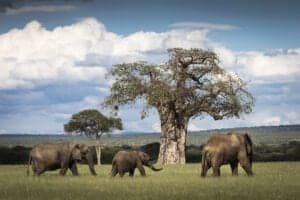Kultur, luksus og safari i Tanzania