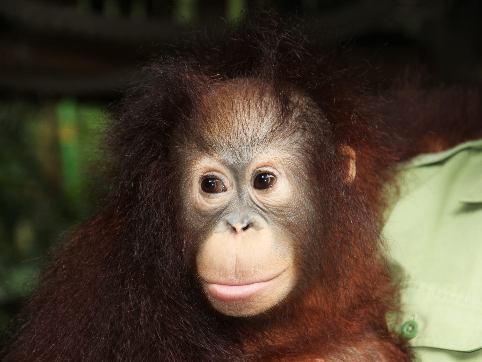 orangutan