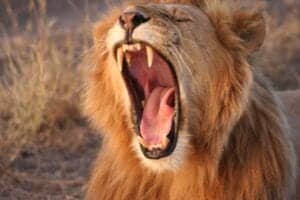 lion open mouth