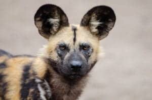 african wild dog 2 1