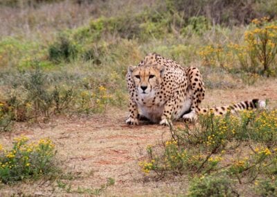 gepard 1