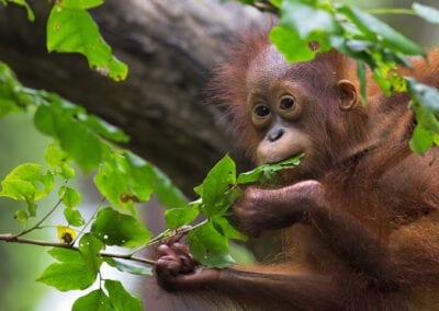 Sumatras orangutanger