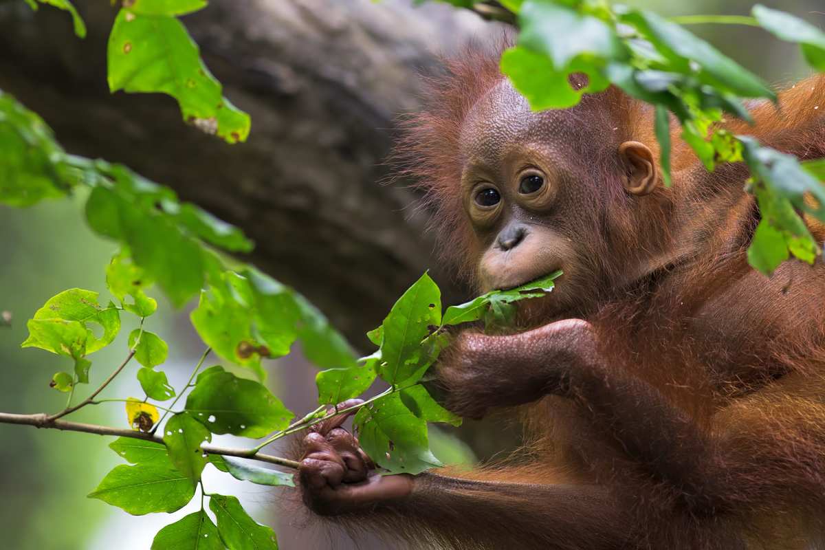 Sumatras orangutanger