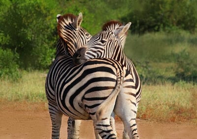 Krüger National Park