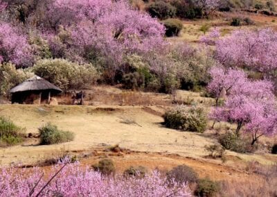 lesotho