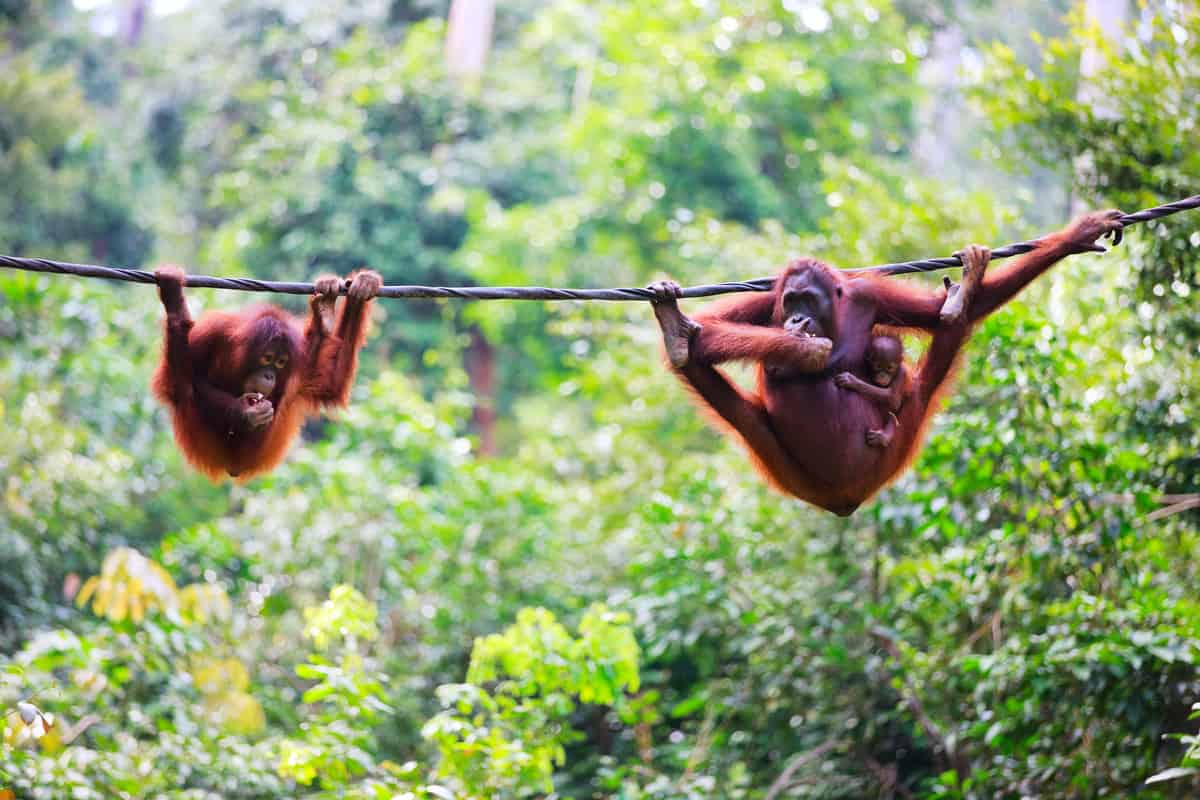 Singapore og eksotisk dyreliv i Borneos regnskov