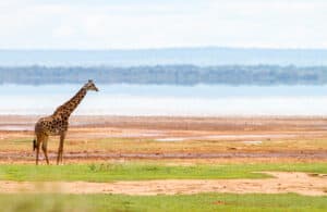 Lake Manyara