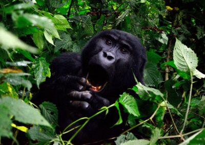 Uganda og Rwanda: Afrikas grønne perler