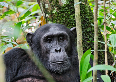 Kibale Forest National Park