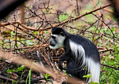 Kibale Forest National Park