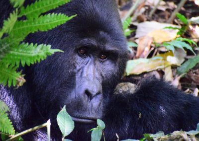 Uganda og Rwanda: Afrikas grønne perler