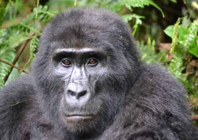 Uganda og Rwanda: Afrikas grønne perler