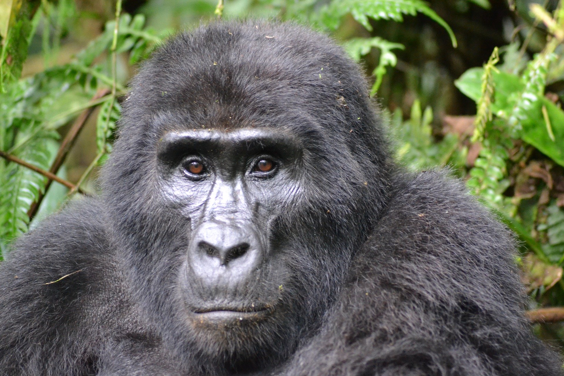 Gorilla safari i Uganda