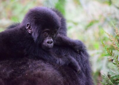 Uganda og Rwanda: Afrikas grønne perler