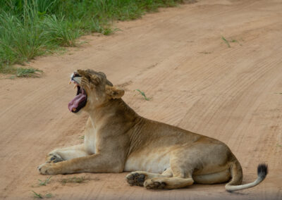 Queen Elizabeth National Park