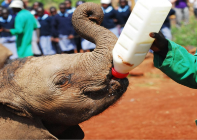 David Sheldrick Elephant Orphanage