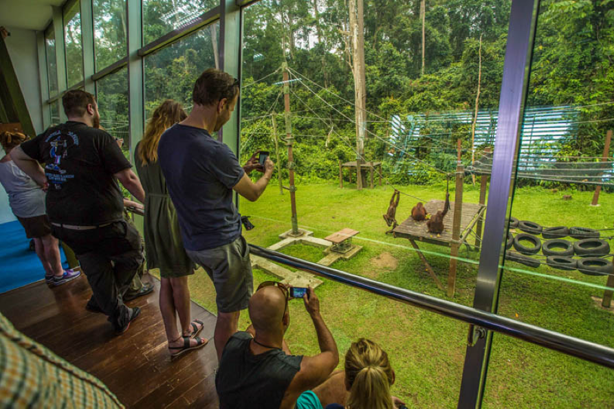 Gaya Island, Borneos orangutanger inkl. badeferie på Gaya Island