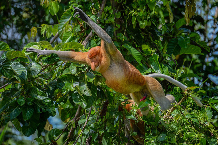 Gaya Island, Borneos orangutanger inkl. badeferie på Gaya Island