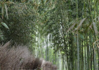 Sti i bambusskoven eget billede