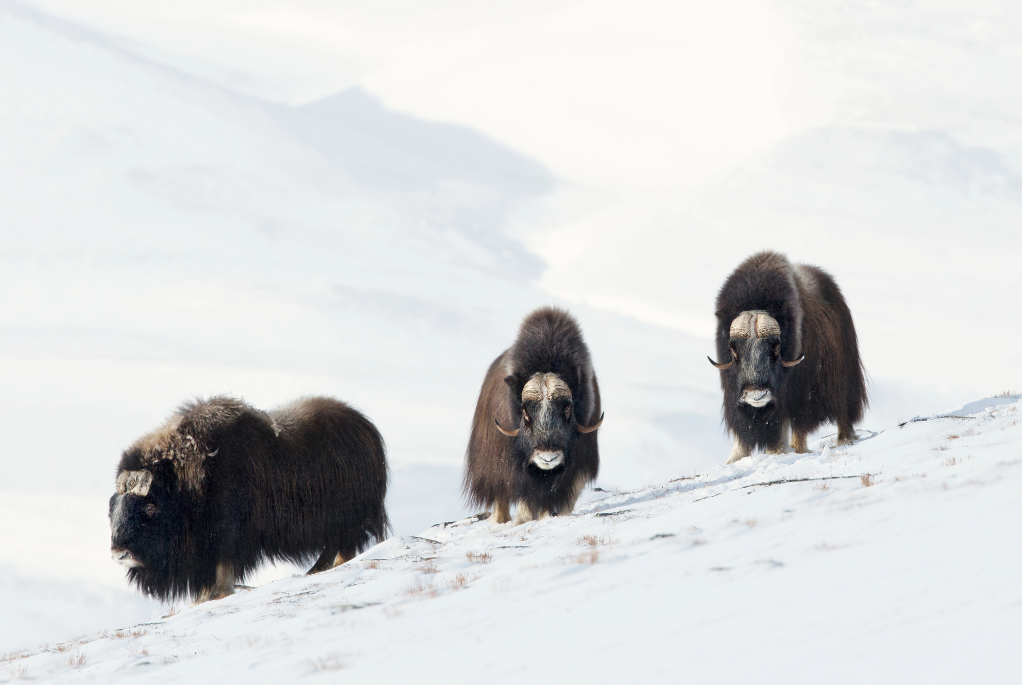 Depositphotos 210488376 L